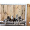 Image 1 : Noah's Ark 5 Critters In A Birch Bark Canoe Taxidermy