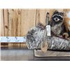 Image 2 : Noah's Ark 5 Critters In A Birch Bark Canoe Taxidermy