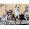 Image 3 : Noah's Ark 5 Critters In A Birch Bark Canoe Taxidermy