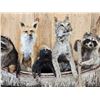 Image 4 : Noah's Ark 5 Critters In A Birch Bark Canoe Taxidermy