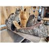 Image 8 : Noah's Ark 5 Critters In A Birch Bark Canoe Taxidermy