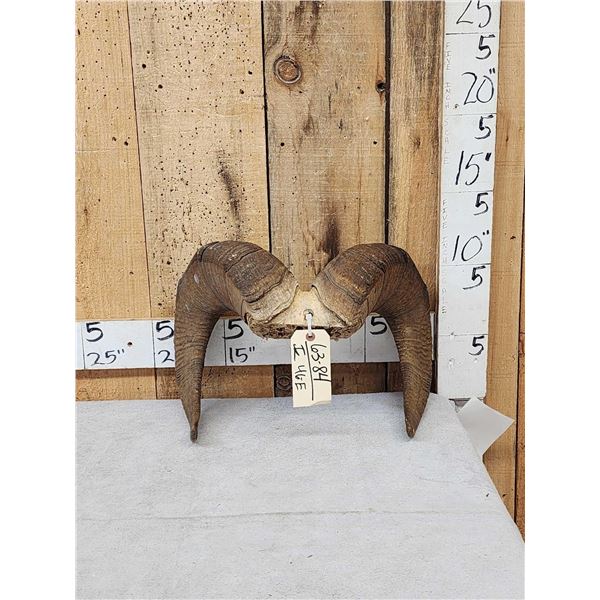 Bighorn Sheep Horns On Skull Plate