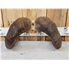 Image 4 : Bighorn Sheep Horns On Skull Plate