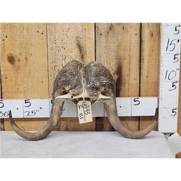 Muskox Horns On Skull Plate Taxidermy