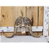 Image 1 : Muskox Horns On Skull Plate Taxidermy