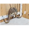 Image 3 : Muskox Horns On Skull Plate Taxidermy