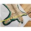 Image 6 : African Serval Cat Rug Taxidermy