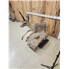 Image 10 : African Rhebok Full Body Taxidermy Mount
