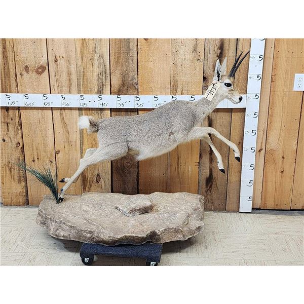 African Rhebok Full Body Taxidermy Mount