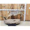 Image 1 : African Rhebok Full Body Taxidermy Mount