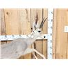 Image 2 : African Rhebok Full Body Taxidermy Mount