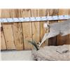 Image 3 : African Rhebok Full Body Taxidermy Mount