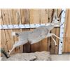 Image 4 : African Rhebok Full Body Taxidermy Mount