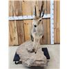 Image 5 : African Rhebok Full Body Taxidermy Mount