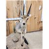 Image 6 : African Rhebok Full Body Taxidermy Mount