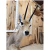 Image 7 : African Rhebok Full Body Taxidermy Mount