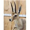 Image 8 : African Rhebok Full Body Taxidermy Mount