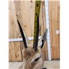 Image 9 : African Rhebok Full Body Taxidermy Mount