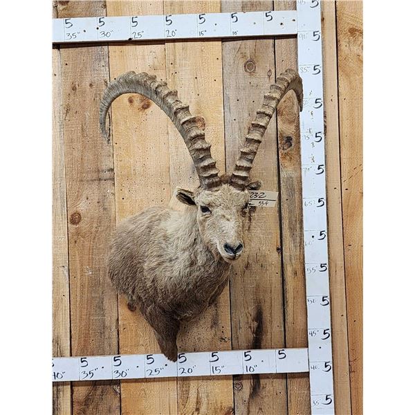Mid Asian Ibex Shoulder Mount Taxidermy