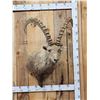 Image 1 : Mid Asian Ibex Shoulder Mount Taxidermy
