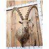 Image 2 : Mid Asian Ibex Shoulder Mount Taxidermy