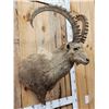 Image 3 : Mid Asian Ibex Shoulder Mount Taxidermy