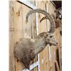 Image 4 : Mid Asian Ibex Shoulder Mount Taxidermy