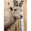 Image 5 : Mid Asian Ibex Shoulder Mount Taxidermy