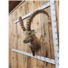 Image 6 : Mid Asian Ibex Shoulder Mount Taxidermy
