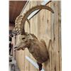 Image 7 : Mid Asian Ibex Shoulder Mount Taxidermy