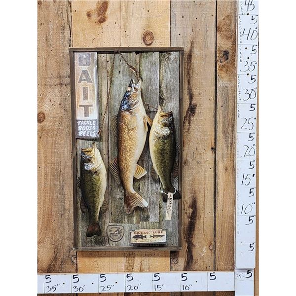 2 Largemouth Bass & 1 Walleye Real Skin Fish Taxidermy