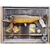 Image 2 : 24" Brown Trout Real Skin Fish Taxidermy