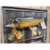 Image 3 : 24" Brown Trout Real Skin Fish Taxidermy