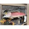 Image 3 : 22" Rainbow Trout Real Skin Fish Taxidermy