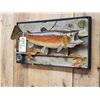 Image 3 : 25" Rainbow Trout Real Skin Fish Taxidermy