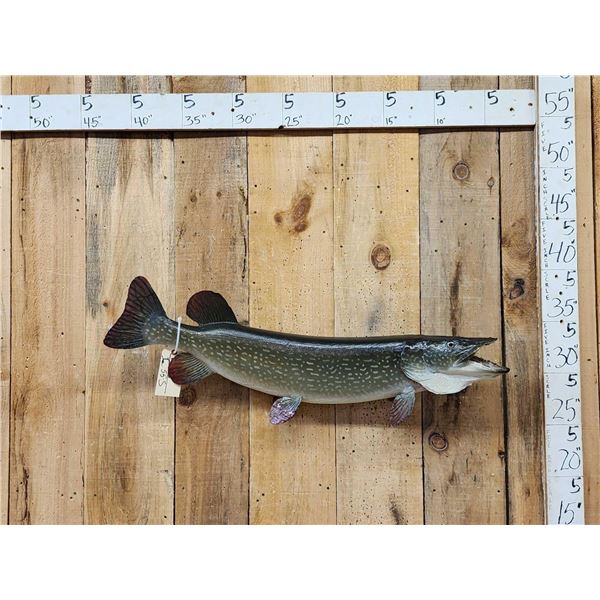 38" Northern Pike Real Skin Fish Taxidermy