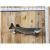 Image 1 : 38" Northern Pike Real Skin Fish Taxidermy
