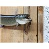 Image 2 : 38" Northern Pike Real Skin Fish Taxidermy