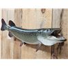 Image 3 : 38" Northern Pike Real Skin Fish Taxidermy