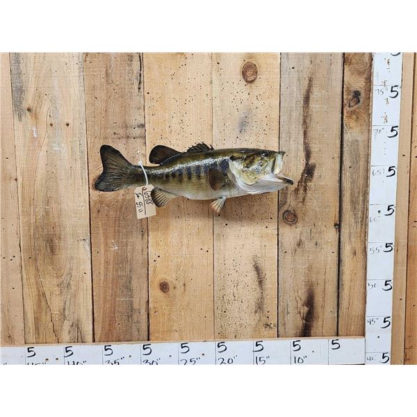 23  Largemouth Bass Real Skin Fish Taxidermy
