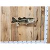 Image 1 : 23" Largemouth Bass Real Skin Fish Taxidermy