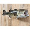 Image 2 : 23" Largemouth Bass Real Skin Fish Taxidermy