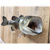 Image 3 : 23" Largemouth Bass Real Skin Fish Taxidermy