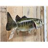 Image 4 : 23" Largemouth Bass Real Skin Fish Taxidermy