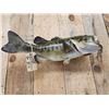 Image 5 : 23" Largemouth Bass Real Skin Fish Taxidermy