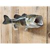 Image 6 : 23" Largemouth Bass Real Skin Fish Taxidermy