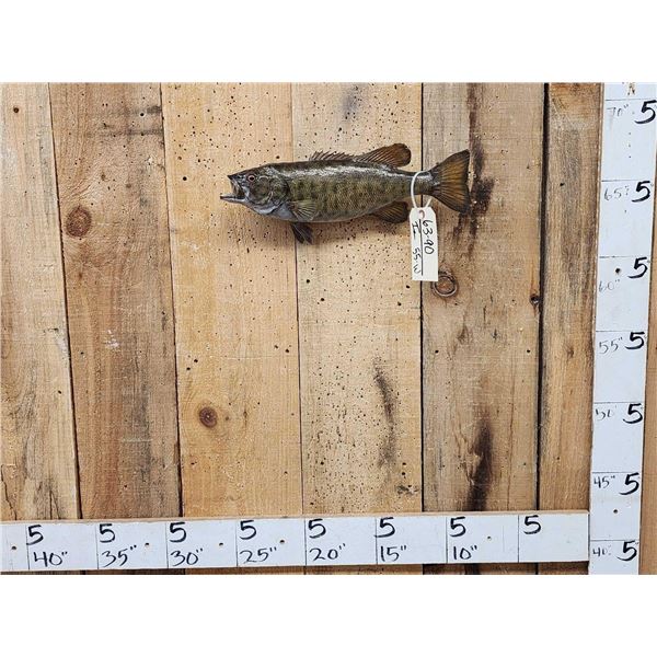 16" Smallmouth Bass Real Skin Fish Taxidermy