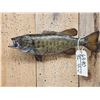 Image 2 : 16" Smallmouth Bass Real Skin Fish Taxidermy