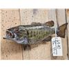 Image 3 : 16" Smallmouth Bass Real Skin Fish Taxidermy