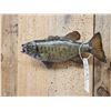 Image 4 : 16" Smallmouth Bass Real Skin Fish Taxidermy